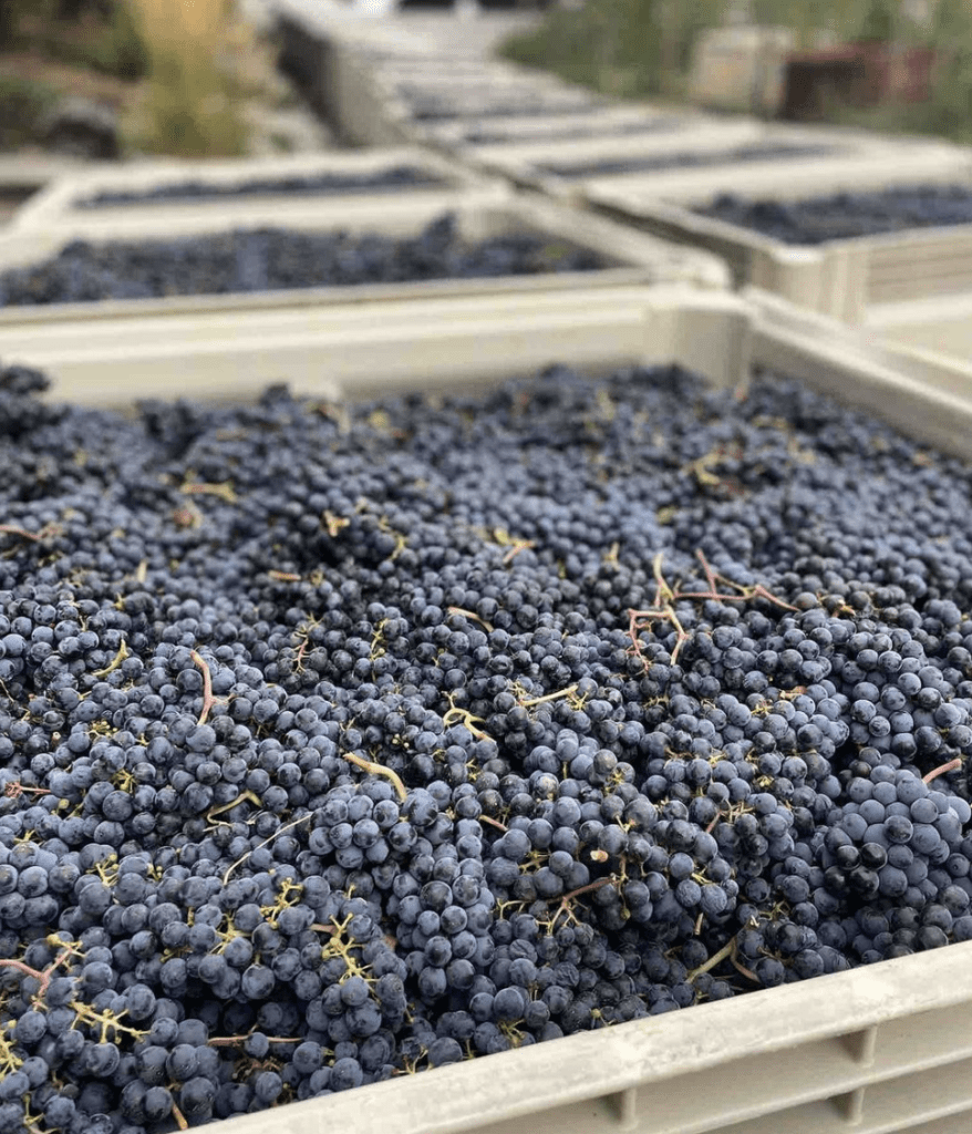 Blasted Church - Freshly Picked Merlot for BC Harvest